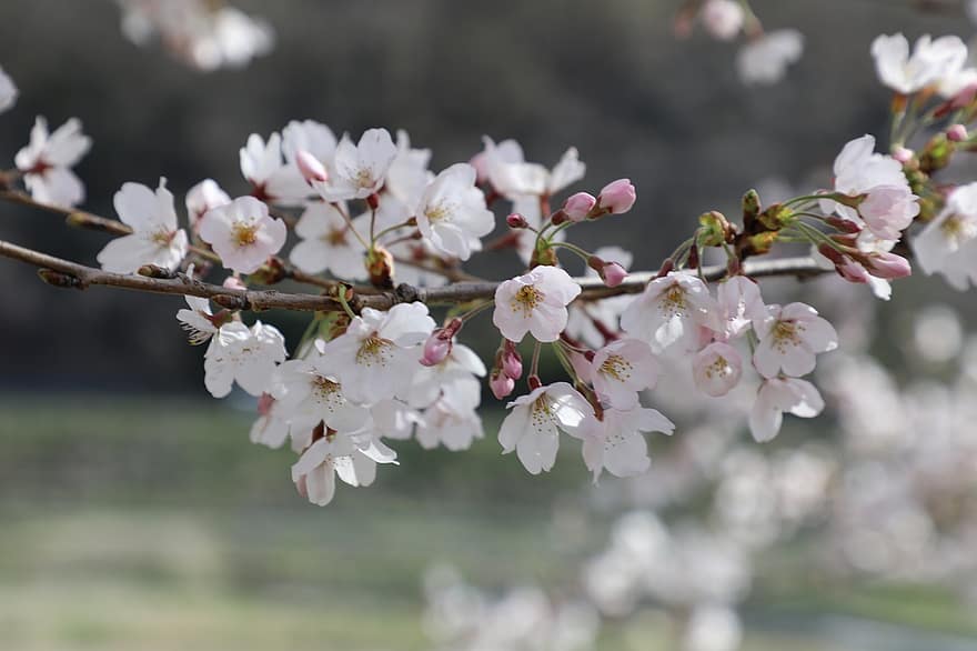 Sakura, Blumen, Kirschblüten, weiße Blütenblätter, Blütenblätter, blühen, Natur, Flora, Frühling