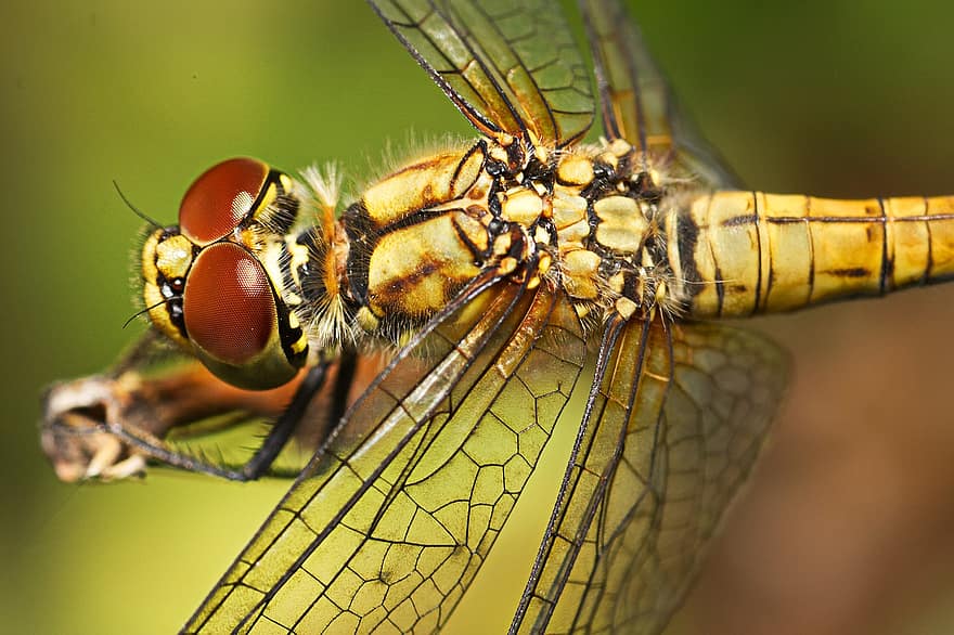 libélula, inseto, macro, asas, asas de libélula, inseto com asas, odonata, anisoptera, entomologia, fauna, natureza