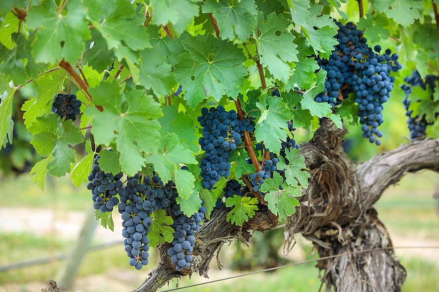 druer, vinranker, grapevine, vingård, frukt, organisk, Å produsere, innhøsting, vindyrking, vin voksende, Rebstock