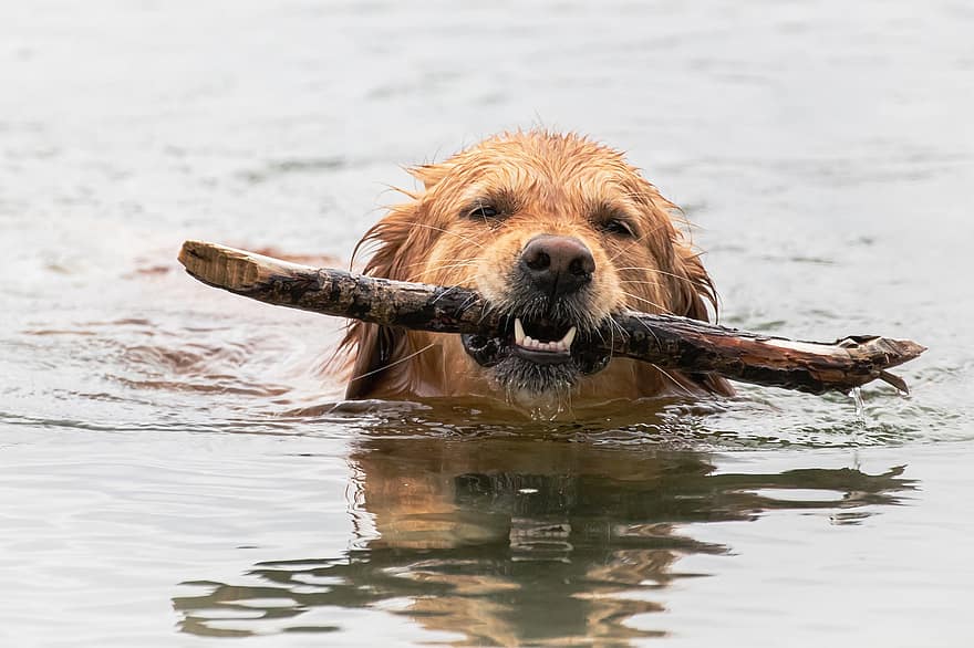 犬、ゴールデンレトリバー、川、水、水泳、閉じる、フェッチを再生する、ペット