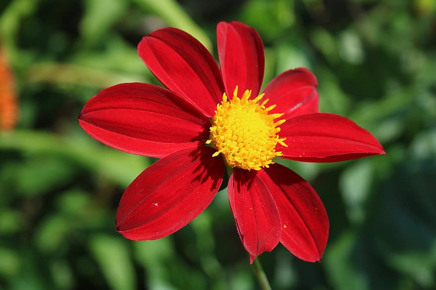 मेक्सिको का रंगीन फूलों का बड़ा पौधा, फूल, पौधा, लाल डाहलिया, लाल फूल, पंखुड़ियों, फूल का खिलना, बगीचा, प्रकृति