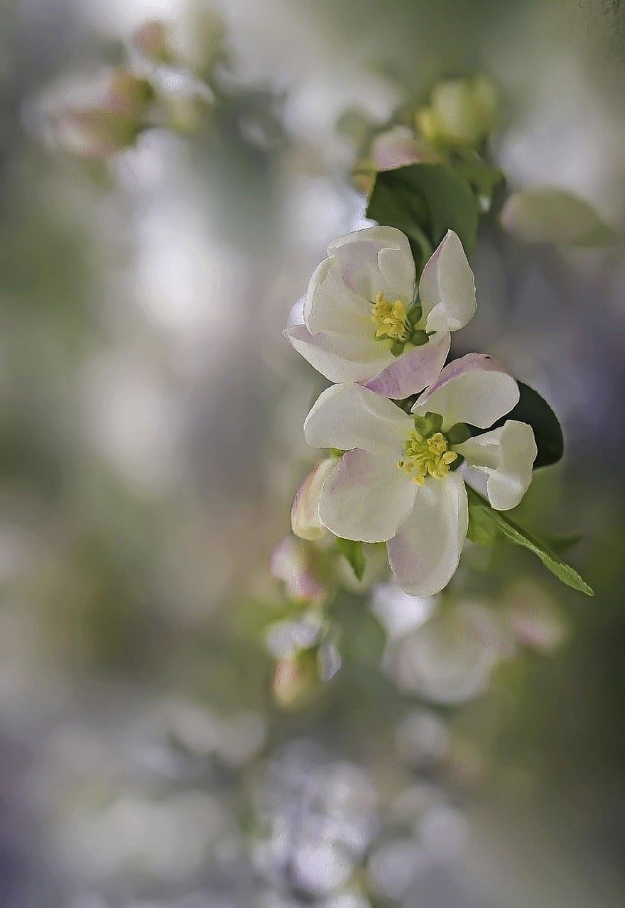 цветы, весна, яблоневый цвет, белые цветы, природа