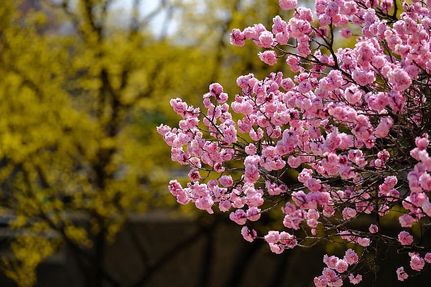 梅の花、ピンクの花、フラワーズ、自然、春、花、工場、葉、フラワーヘッド、ピンク色、ブランチ