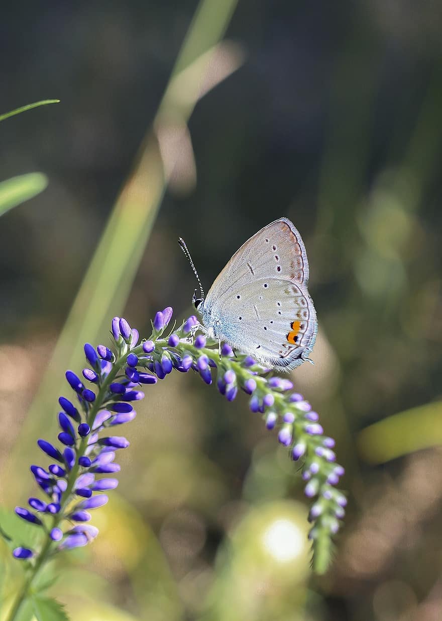 farfalla, Scarso Grande Blu, insetto, fiori, impollinazione, avvicinamento, infiorescenza, bokeh