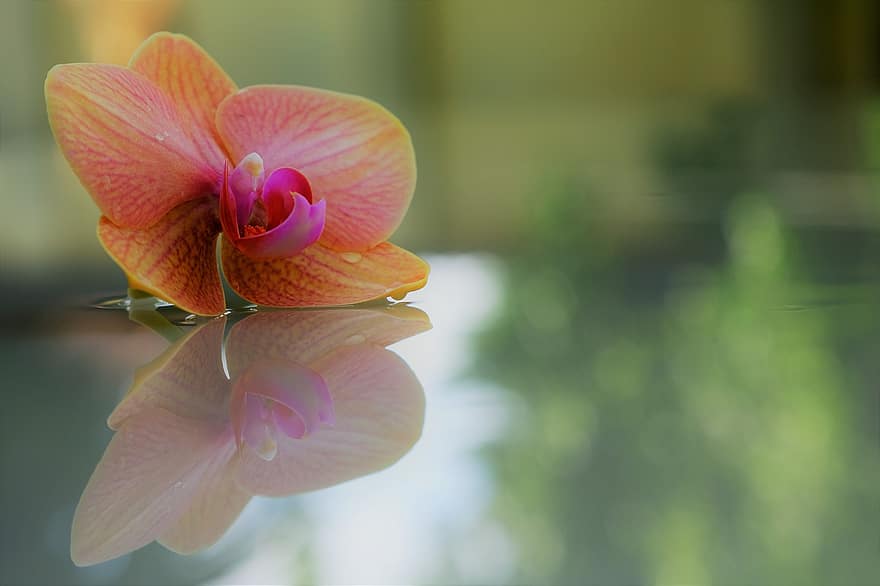 orkidea, kukka, heijastus, terälehti, kiva, harmonia