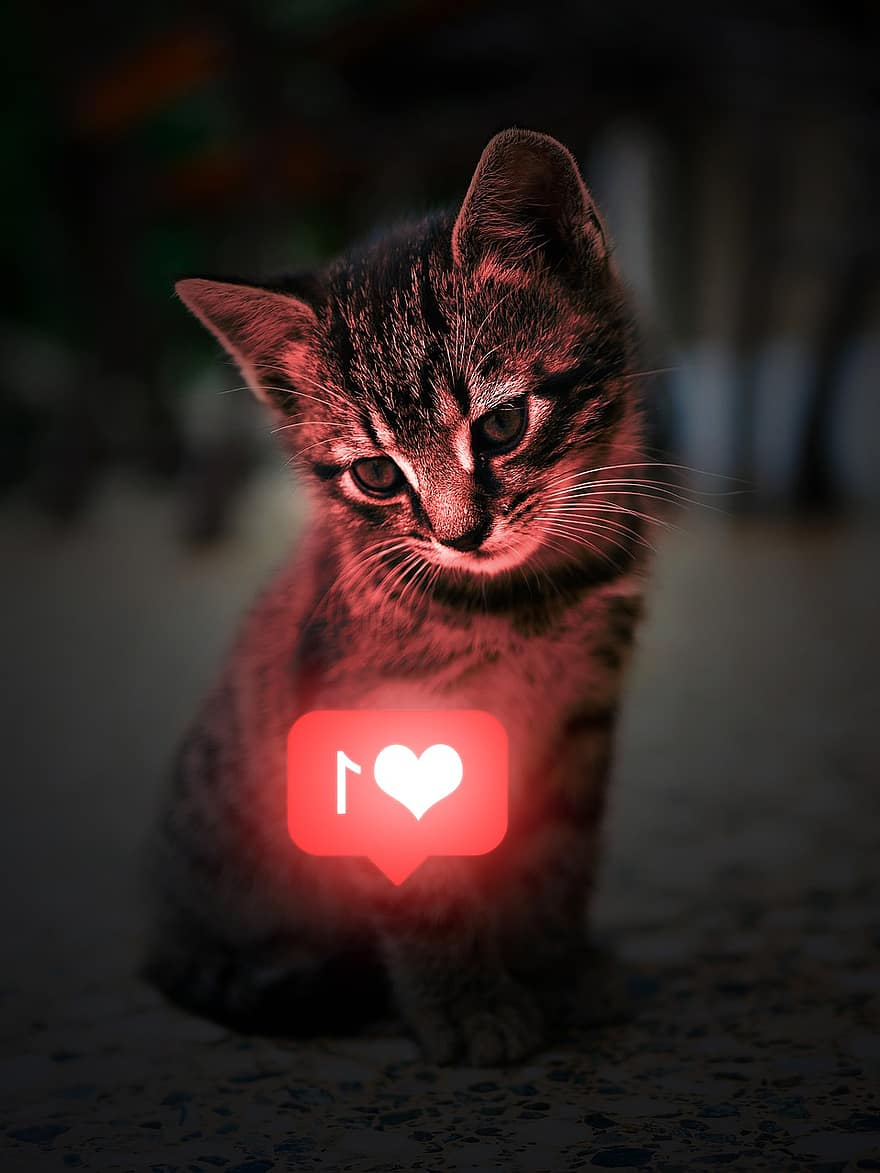 macska, cica, szív, mint, szociális média ikonra, világít, pletykázó vénasszony, házi kedvenc, fiatal macska, állat, házimacska