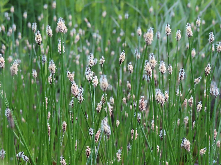 Reed, Nature, Blossom, Bloom, Grasses, Pond, Flora, plant, summer, grass, green color
