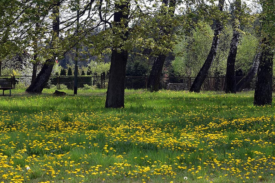 dandelion, घास का मैदान, पार्क, घास, फूल, पीला, पेड़, प्रकृति, हरा, गर्मी, वन