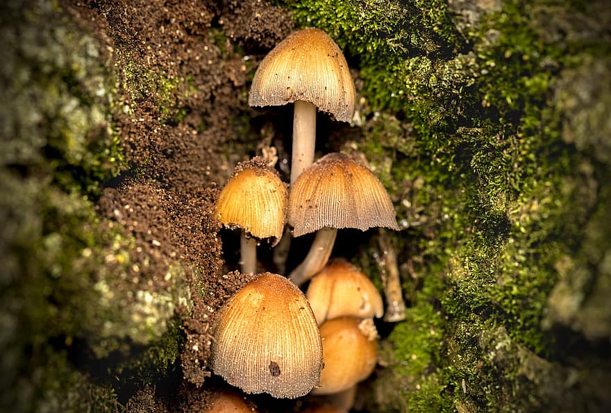 грибы, грибок, микология, распад, природа, крупный план, осень, неразвитый, лес, завод, время года