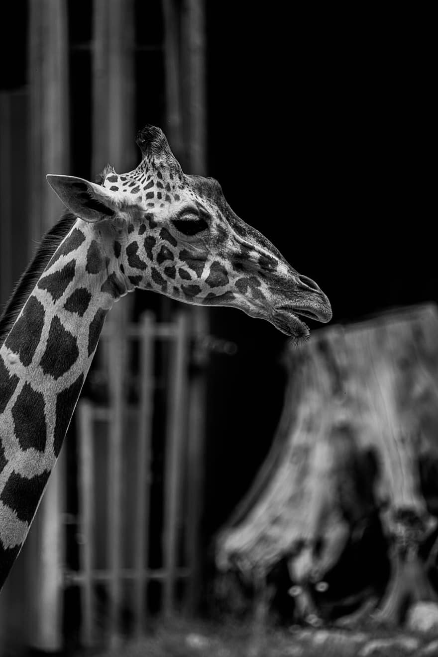 girafă, grădină zoologică, Africa, animal, natură, uganda, Safari, animale sălbatice, sălbatic, african, gât