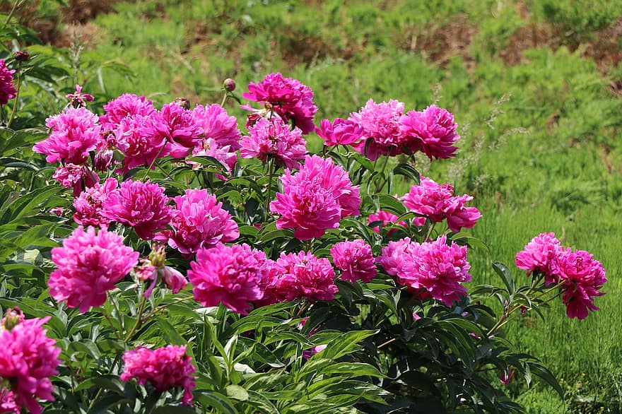 peonijas, rozā ziedi, dārzs, raksturs