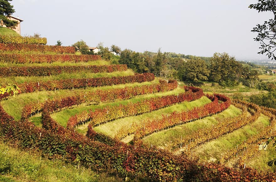 winnica, wino, winogrona, uprawa winorośli, Natura, rolnictwo, śruby, liść, Zielony, krajobraz, krzywa
