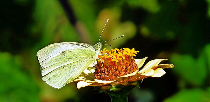 drugelis, gėlė, apdulkina, apdulkinimas, vabzdys, sparnuotas vabzdis, drugelio sparnai, žydi, žiedas, flora, fauna