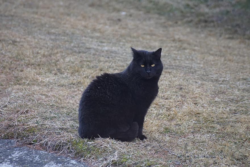 pisică, pisica neagra, curte, în aer liber, felin, animal, animal de companie, drăguţ, animale de companie, pisica domestica, iarbă