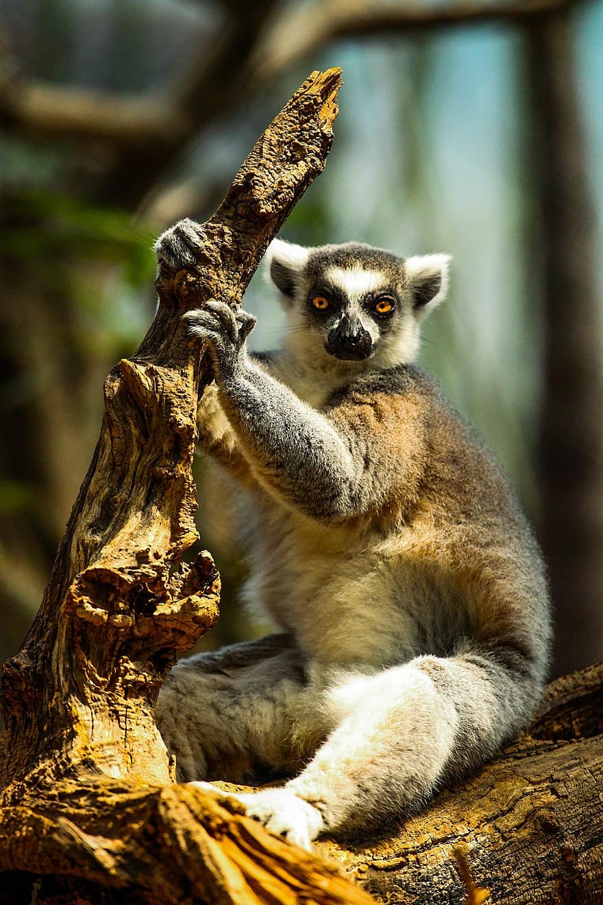 lemur, dyr, Skov, dyreliv, ring-tailed lemur, pattedyr, primat, vild, træ, natur