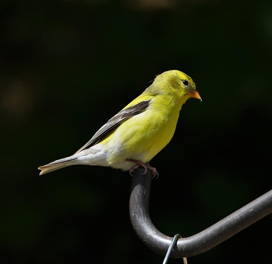 paukštis, smulkmena, goldfinch, Amerikos, geltona, dainų paukštis, spalvinga, sėdi, laukinės gamtos