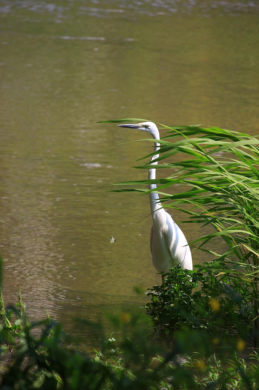 suuri egret, jalohaikara, joki, järvi, vesilinnut, luonto, eläin