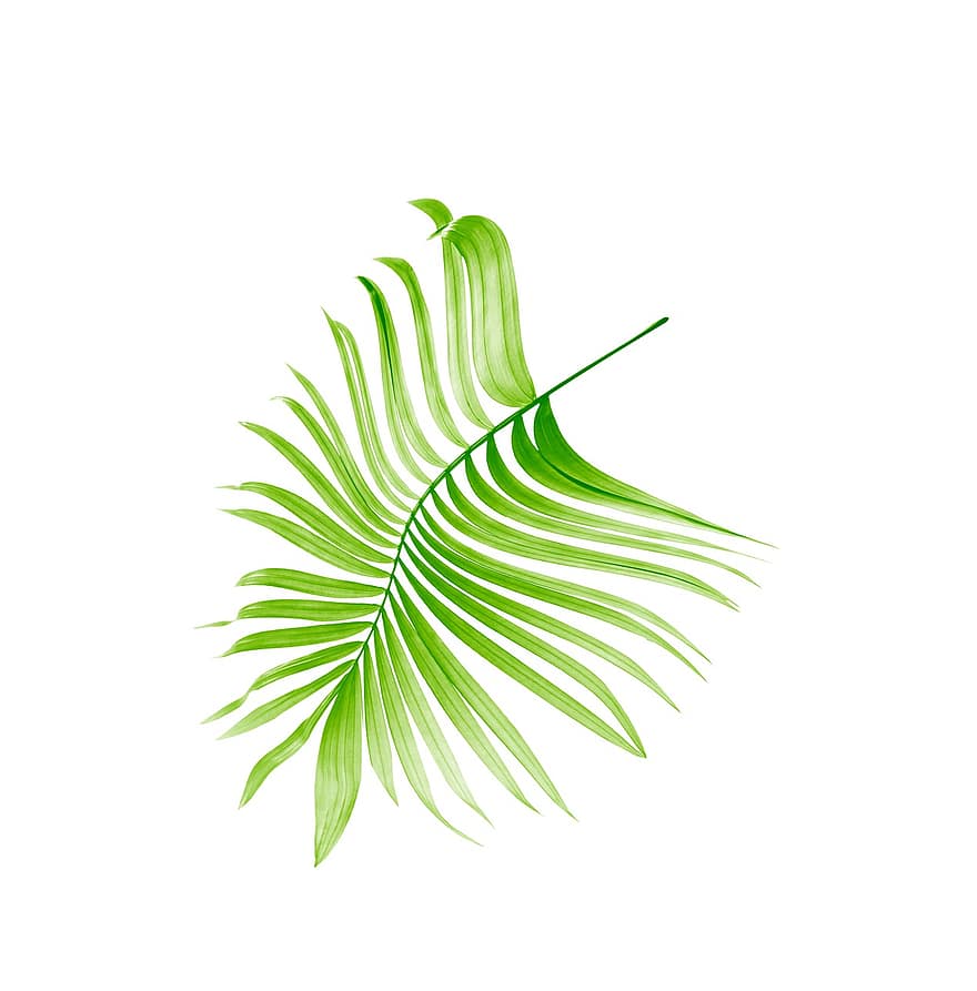Palm, Leaf, Leaves, Tree, Green, Isolated, Tropical, Plant, Summer, Texture, Exotic