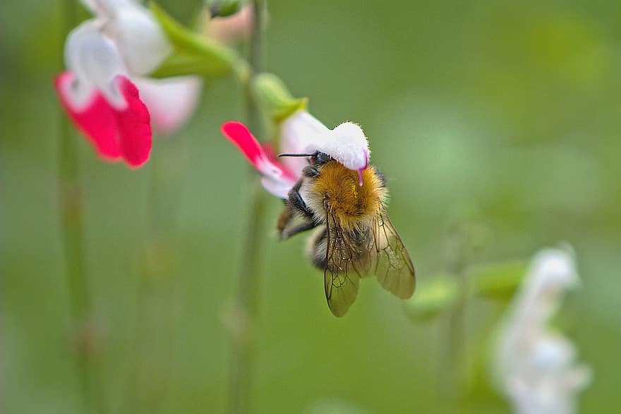 abelha, inseto, asas, flor, pétalas, sábio, jardim, plantar