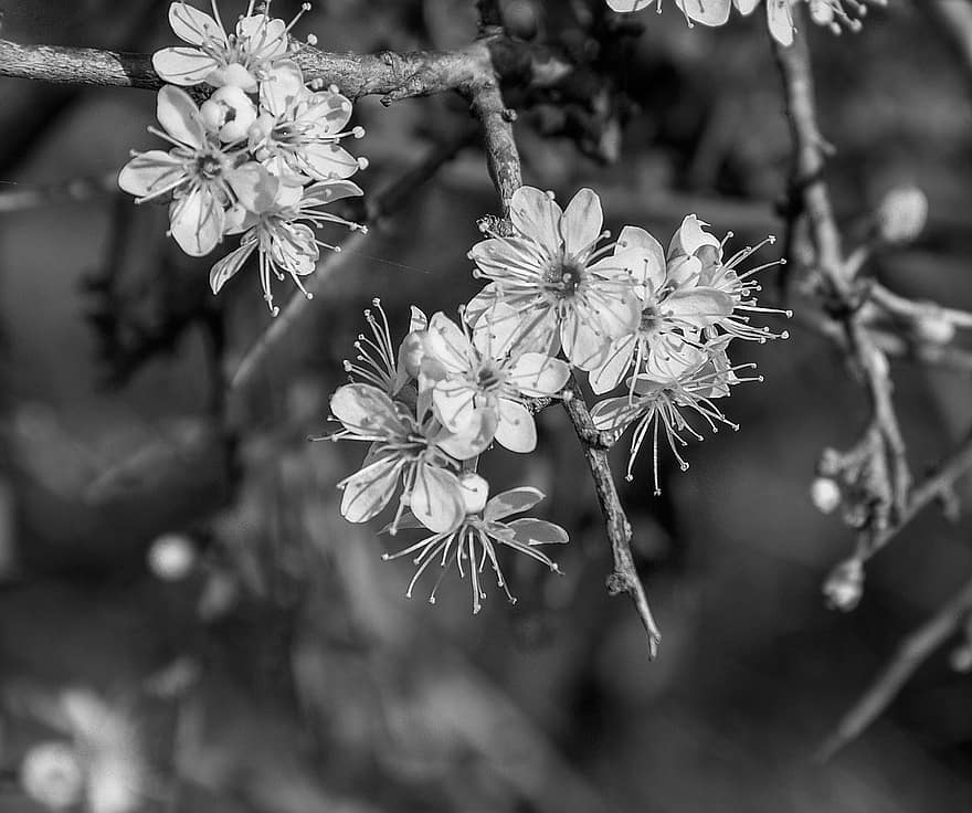 Flowers, Almond Blossoms, Almond Flowers, Black And White, Landscape, Spring, close-up, branch, flower, springtime, plant