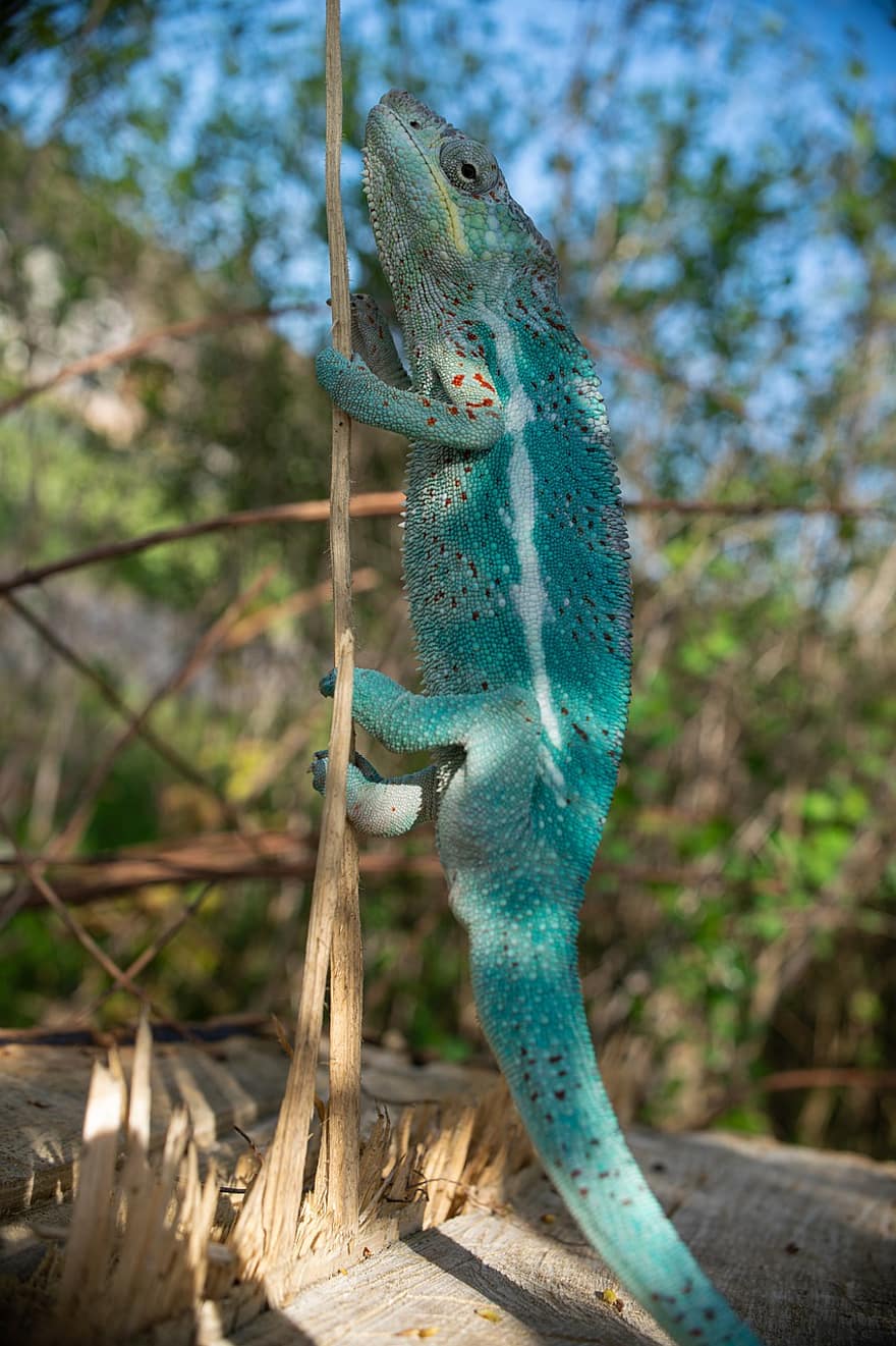 Chameleon, Reptile, Lizard, Insect Eater, Colorful, Nature, Animal World, Disguised, Color, Exotic, Panther Chameleon