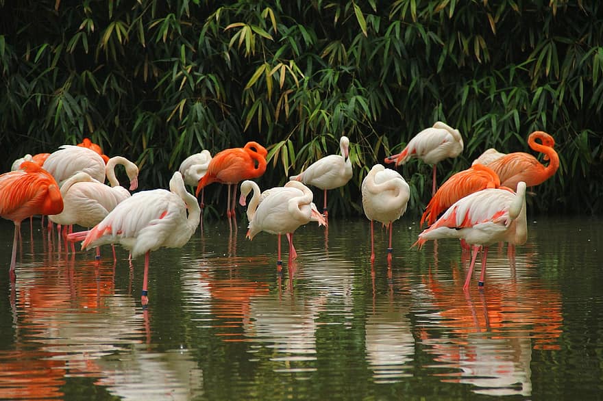 flamingo, burung-burung, margasatwa, sungai, danau, burung air, unggas air, multi-warna, bulu, paruh, binatang di alam liar