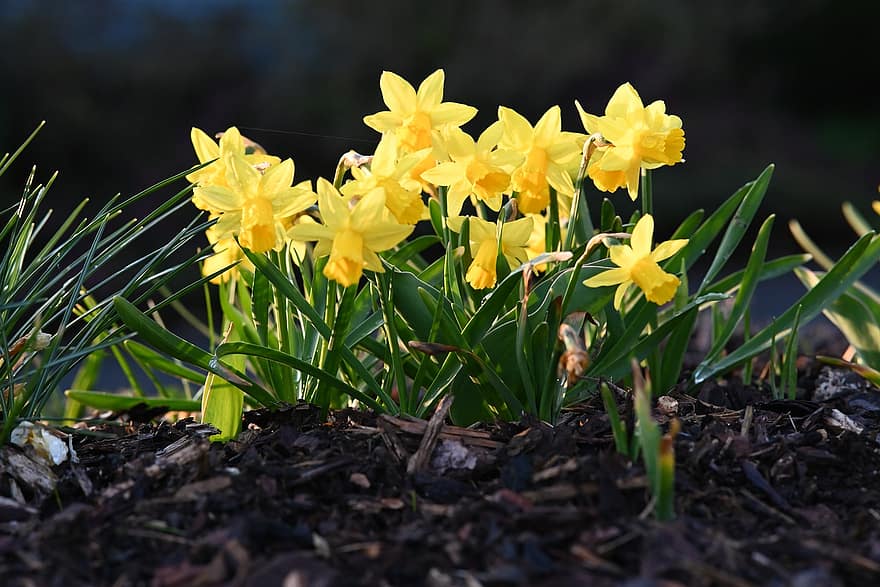 osterglocken, сад, нарциссы, весна, природа, цвести, цветение, желтый, завод, весенние цветы, цветок