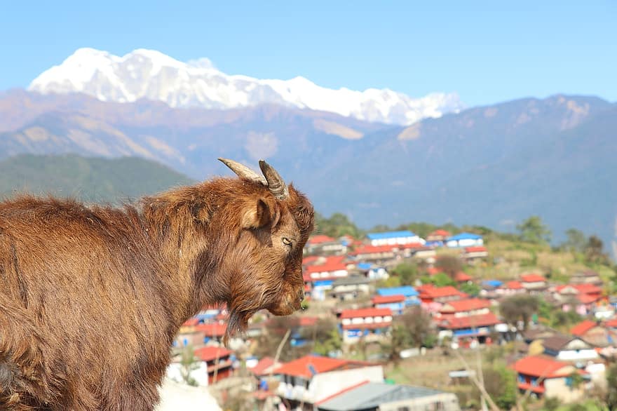 schapen, Himalaya schaap, Lamjung Ghalegaun, Ghalegaun Lamjung, Ghalegaun Nepal, Lamjung Nepal, geit, Shee En Geit, dieren, dieren in het wild, Nepalese schapen