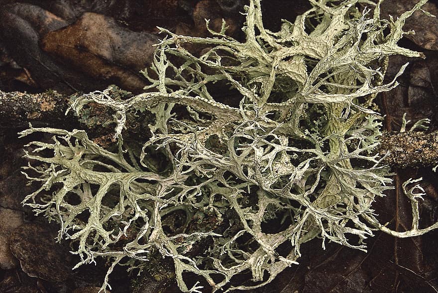 lichen, natură, botanică, creştere, panglica perie, Cladonia, Impletitura ligamentară, Corpul de vegetație, Simbiont
