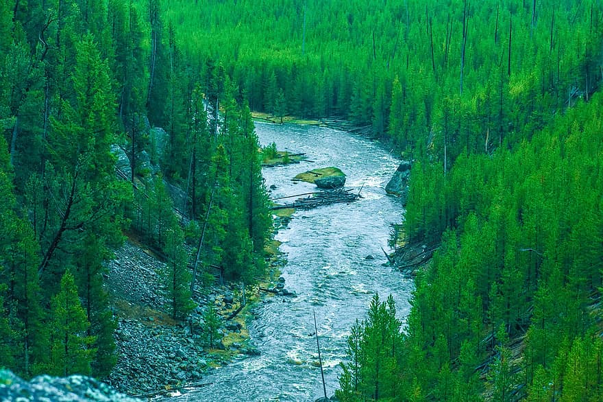 річка, жовтий камінь, Вайомінг, ліс, Америка, США, води, хвиля, дерево, природи, вічнозелений