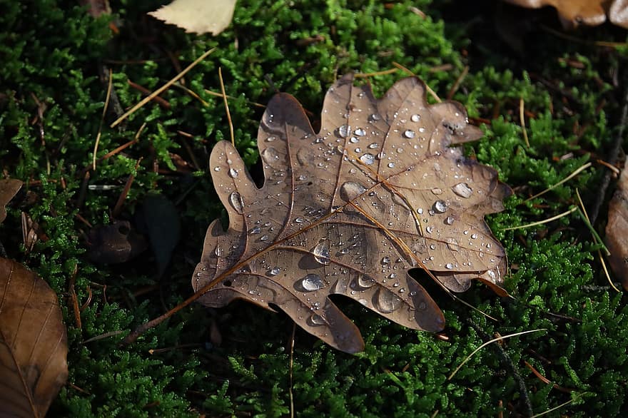 дуб, лист, осень, природа, время года, падать, росинка, капля дождя, мох, крупный план, завод