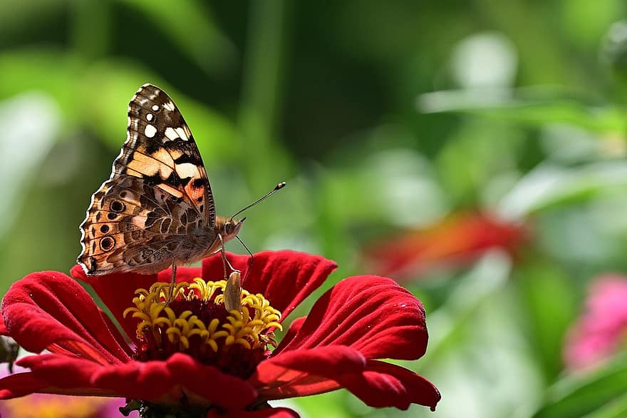 пеперуда, vanessa cardui, ентомология, едър план, насекомо, многоцветни, цвете, лято, макро, растение, зелен цвят
