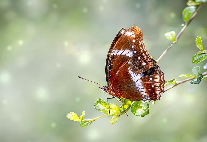 나비, 날개, 식물, 나비 날개, 날개 달린 곤충, 나비과, 곤충, 곤충학, 안테나, 야생 생물, 닫다