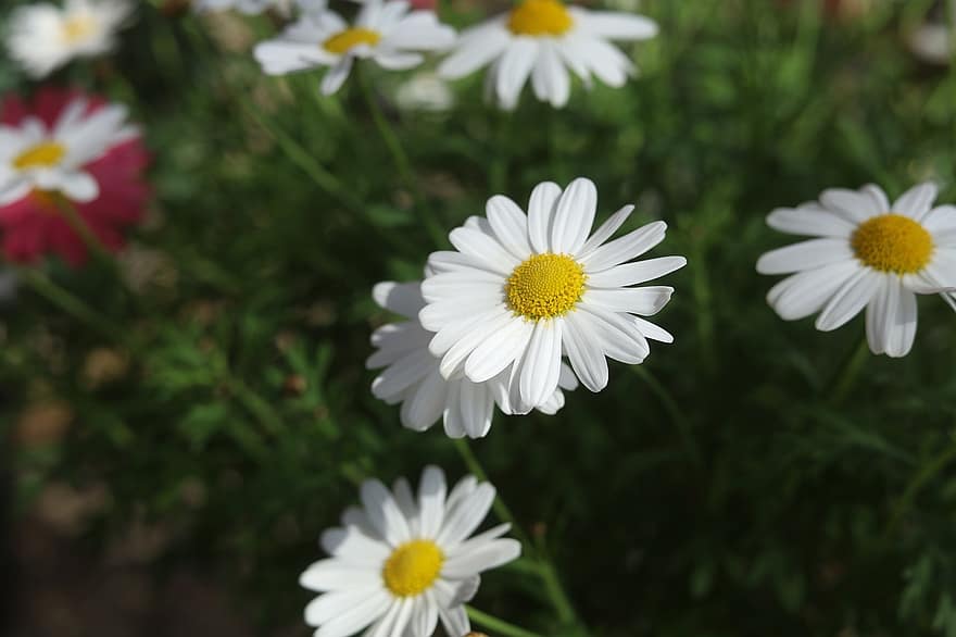 ดอกสีขาว, เดซี่มาร์เกอริต, ดอกเดซี่, ดอกไม้ป่า, ธรรมชาติ, สวน, ทุ่งหญ้า, ดอกไม้, ดอกเดซี, ฤดูร้อน, ปลูก