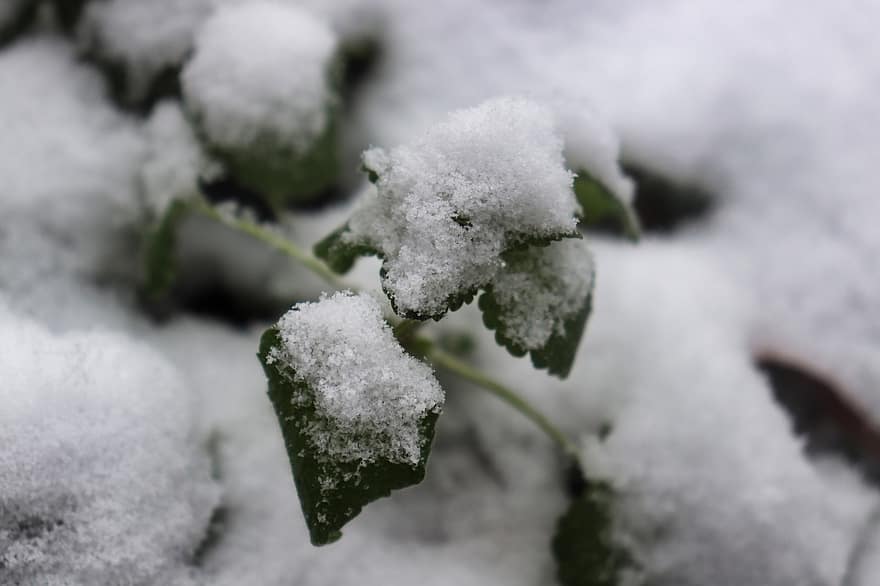 rostlina, list, mráz, zamrzlý, sníh, zasněžený, zimní, Studený, zelená, jaro, detail