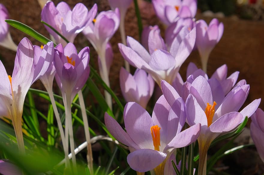 クロッカス、フラワーズ、紫色の花、庭園、自然、植物、春、春の花、花、工場、フラワーヘッド