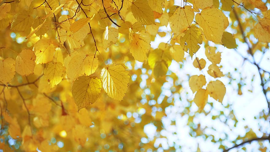 ősz, levelek, lombozat, őszi levelek, őszi lombozat, őszi színek, őszi szezon, esik lombozat, narancssárga levelek, narancssárga lombozat, erdő