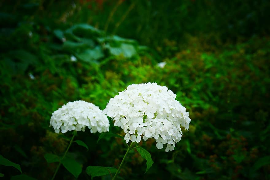 hortensia, vit, blommor, landskap, parkera