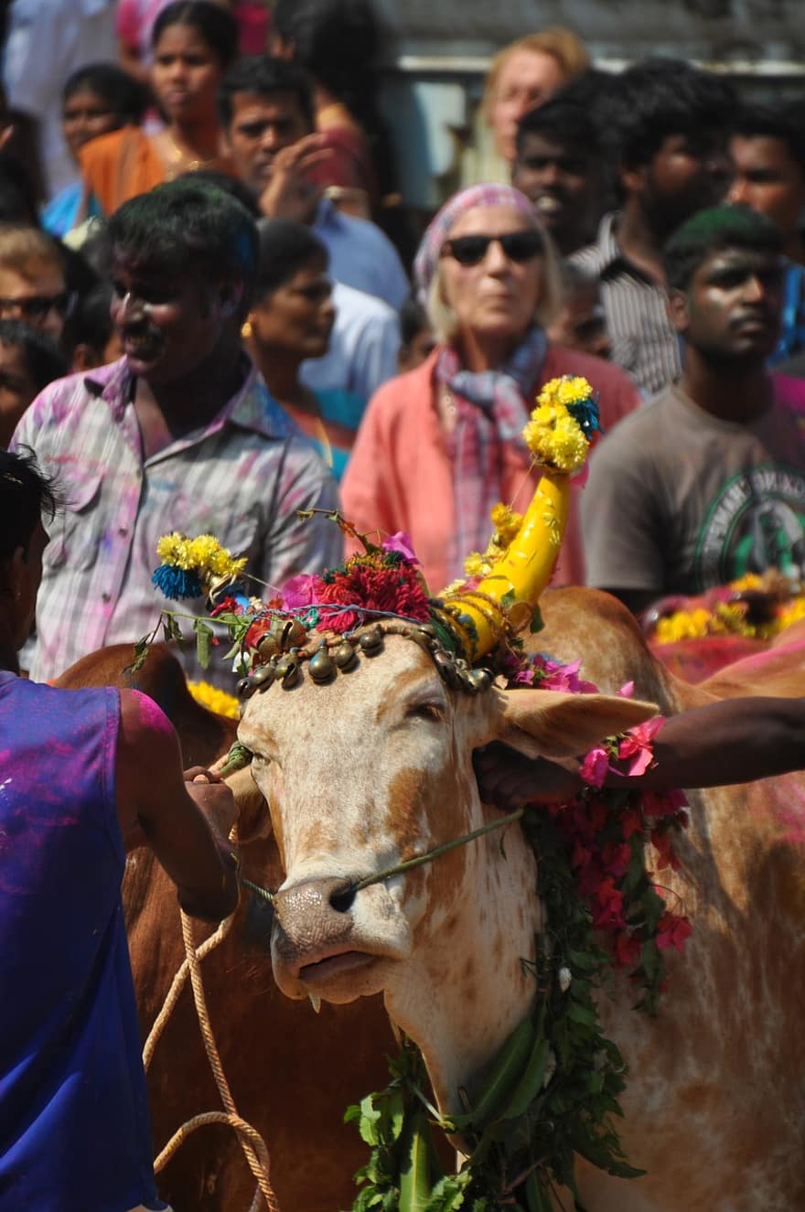 корова, рога, цветы, венок, лепестки, толпа людей, люди, фестиваль, животное, Индия, Тамил-Наду