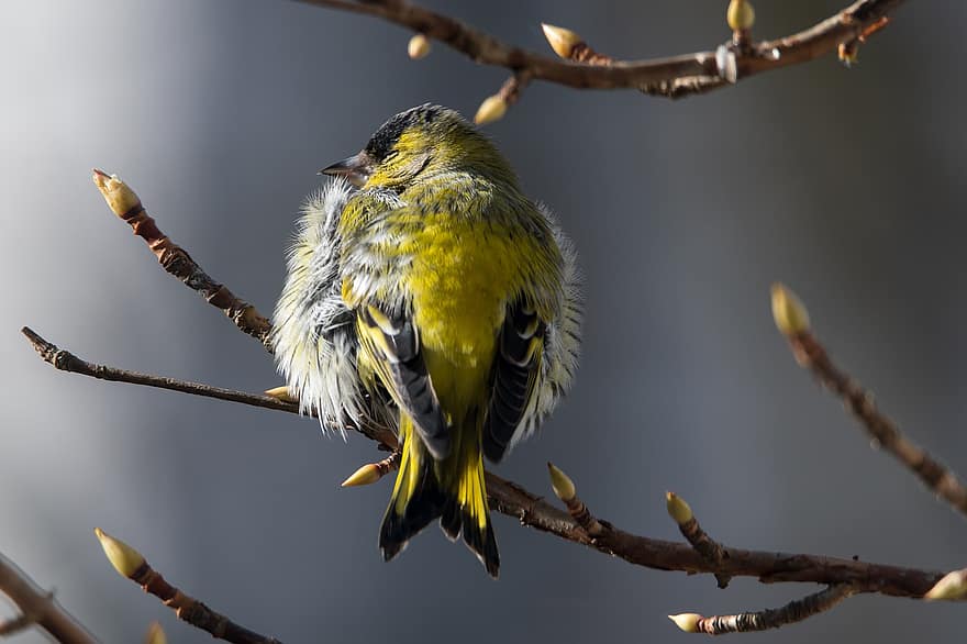 Siskin, Bird, Branches, Perched, Perched Bird, Feathers, Plumage, Ave, Avian, Ornithology, Bid Watching