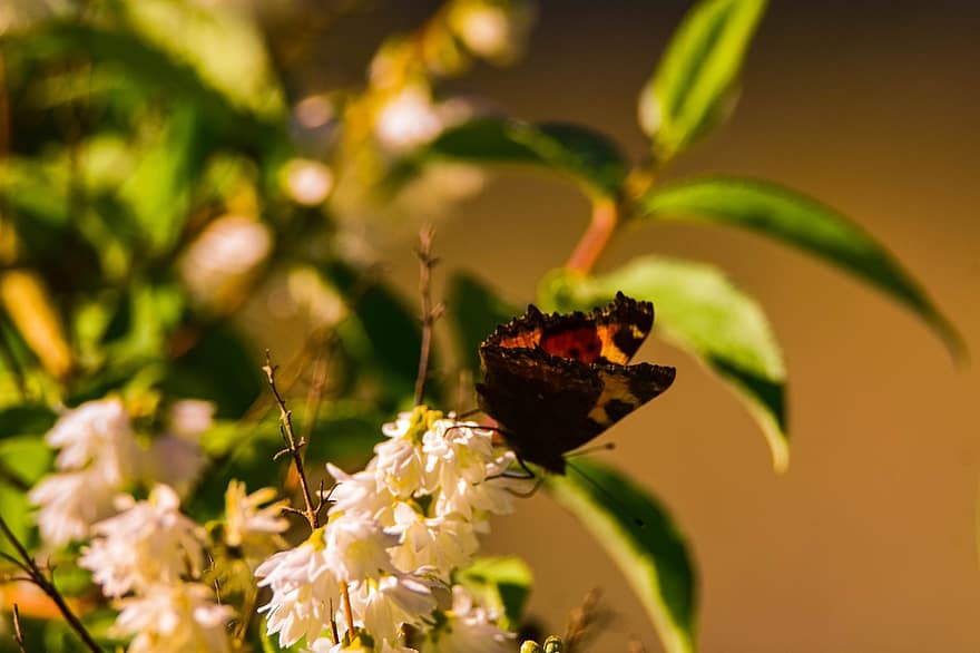 나비, 여름, 봄, 꽃, 정원, 식물학, 곤충, 비행, 동물, 화려한, 생물학