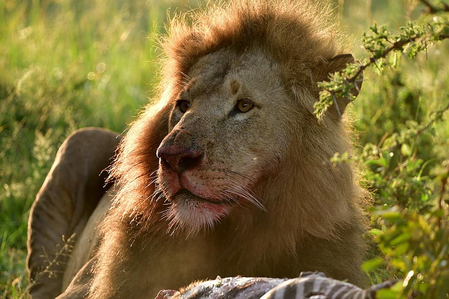 Leone, animale, masai mara, Africa, natura, mammifero, panthera leo, felino, animali allo stato selvatico, gatto non addomesticato, animali safari