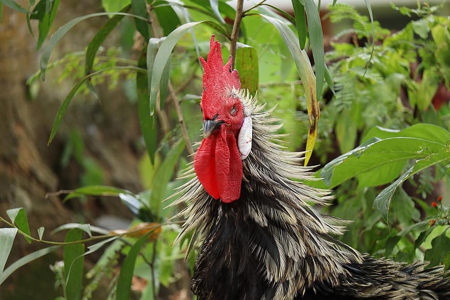 Hen, Chicken, Bird, Kerala, Poultry, Farm, Animal