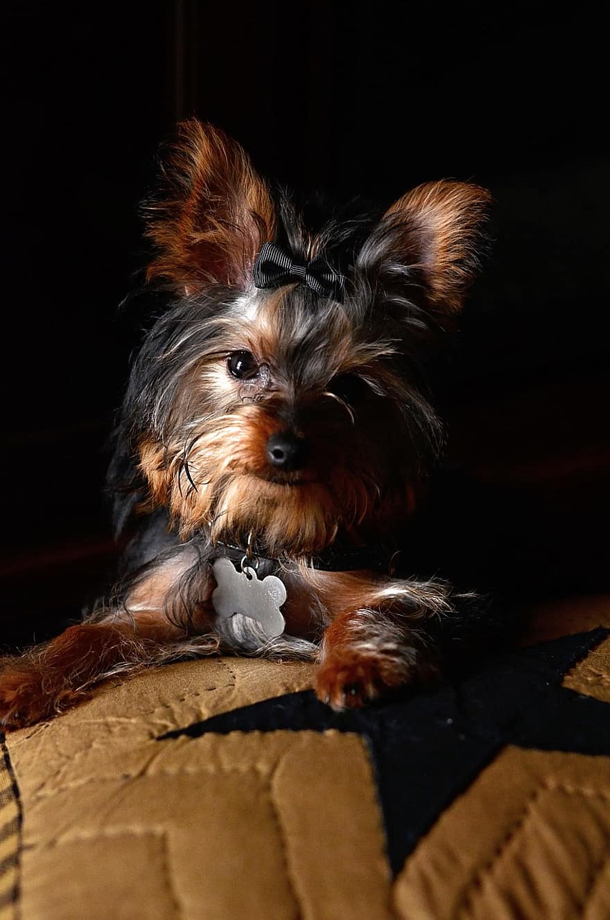 Dog, Pet, Yorkie, Cute, Portrait, pets, canine, purebred dog, puppy, small, domestic animals