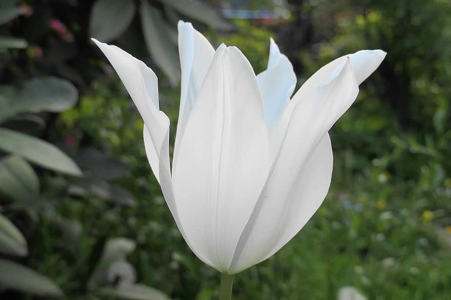 tulipan, blomst, hvit tulipan, blomstre, hvit blomst, vår, natur, petals, hvite kronblade, anlegg, nærbilde