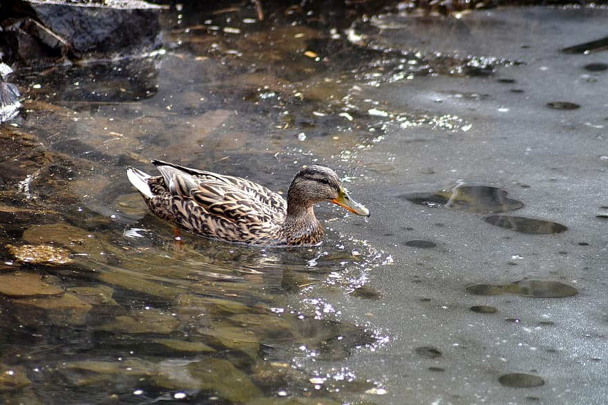 Duck, Plumage, Nature, Bird, Lake, Spring, Water, Pond, Ice, Winter, Feathers