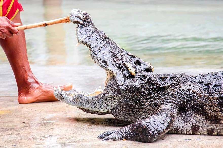 Alligator, Reptile, Crocodile, Animal, Nature, Wildlife