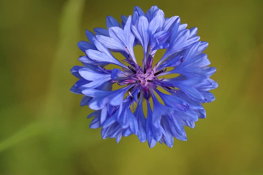 Kornblume, Blume, Pflanze, blaue Blume, Blütenblätter, blühen, Garten, Wiese, Feld, Natur