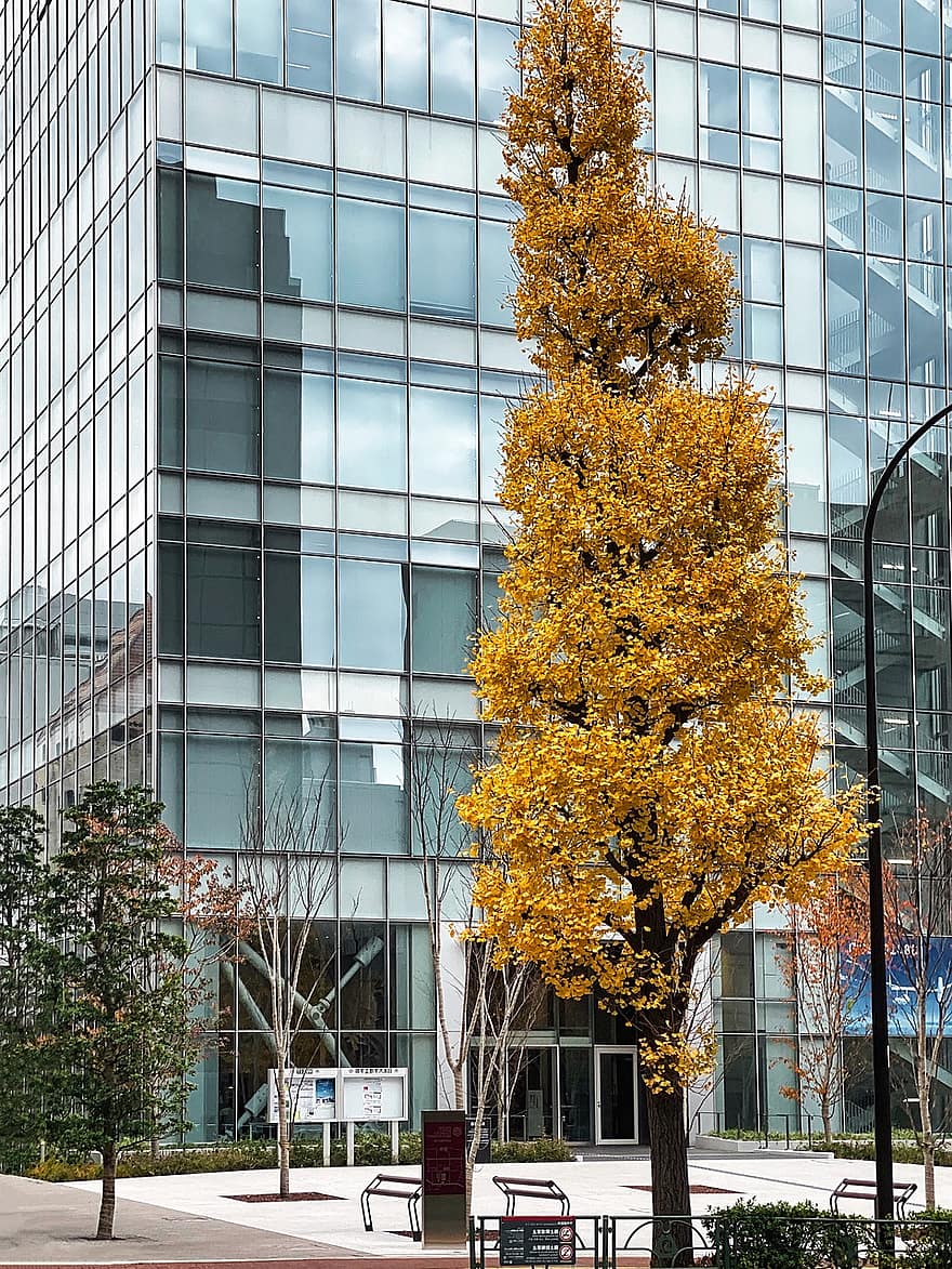 Stadt, Baum, Herbst, fallen, Jahreszeit, Tokyo, Japan, städtisch, die Architektur, Blatt, Gebäudehülle