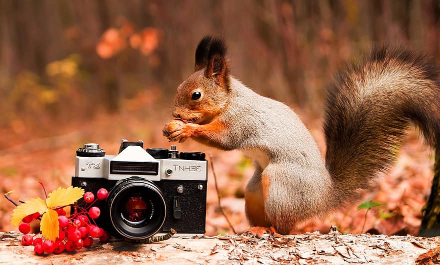 écureuil, caméra, forêt, l'automne, rongeur, équipement graphique, mignonne, fermer, petit, animaux à l'état sauvage, arbre